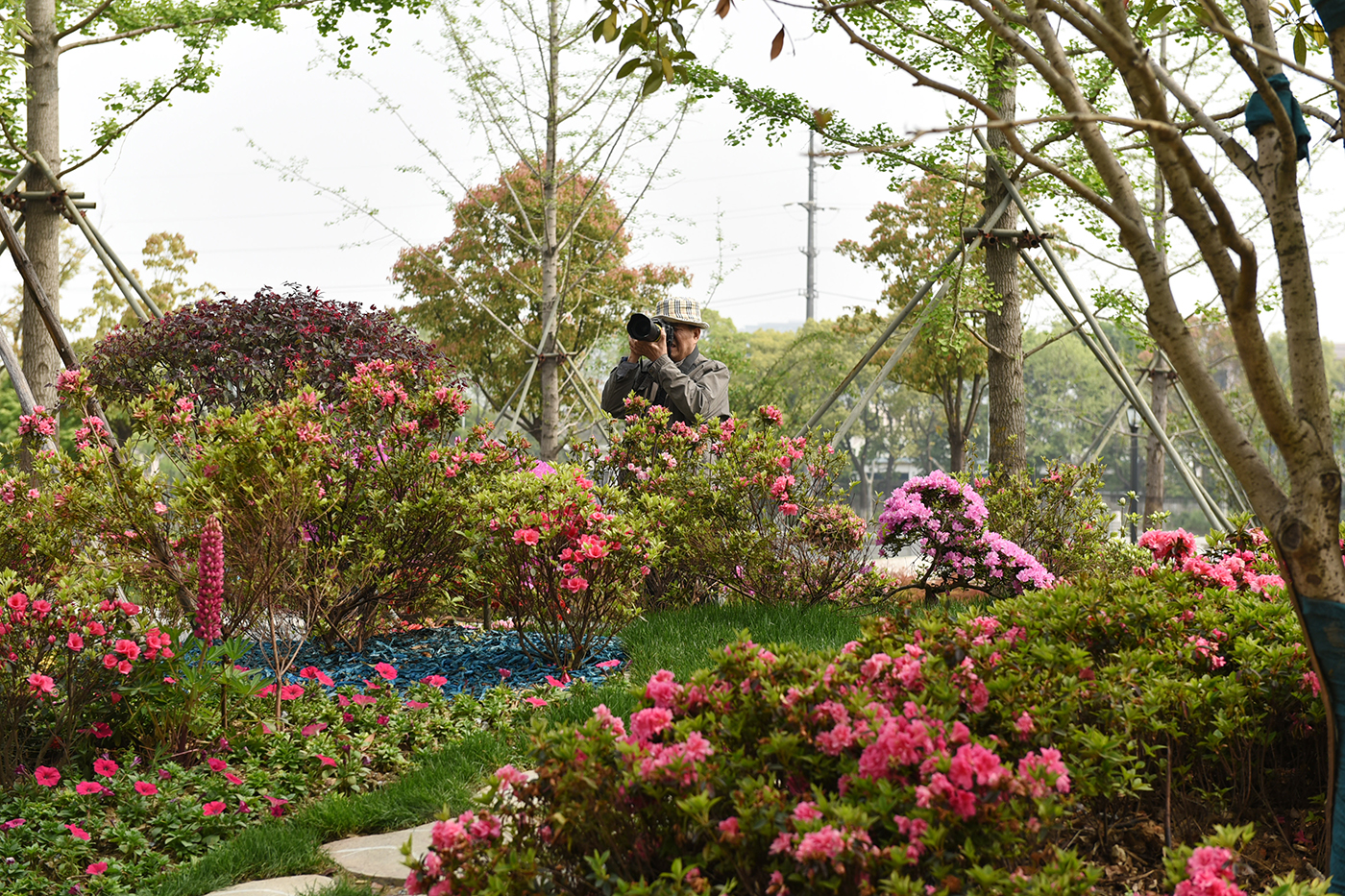 第十七届中国杜鹃花展在常州举行