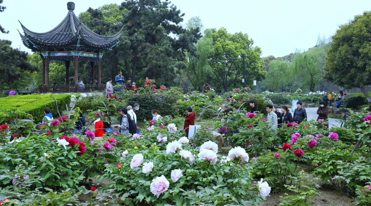 时下,"江南最大的牡丹园"常熟尚湖风景区牡丹园内九大色系,300多个