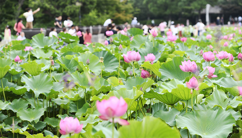 夏日荷花分外香