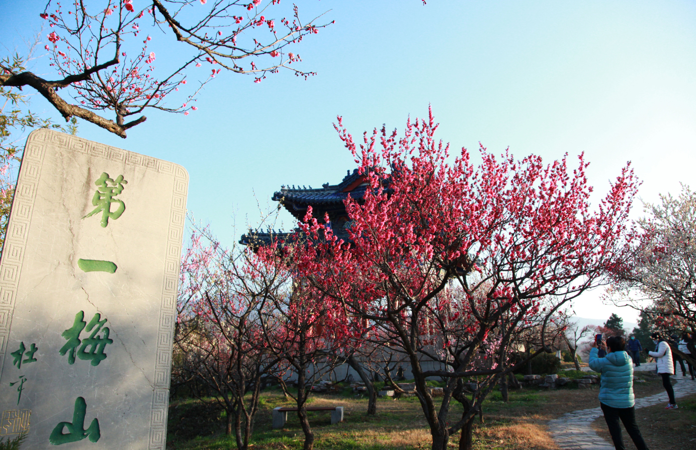 南京梅花山有序有限开放