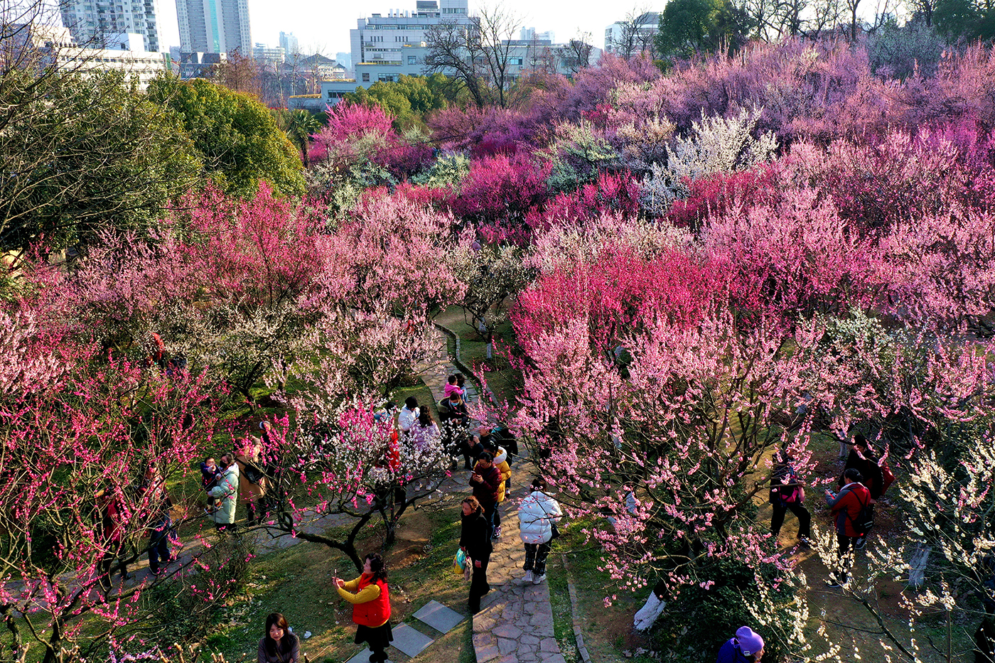 江苏省人民政府 图片新闻 南京古林公园梅花进入最佳观赏期