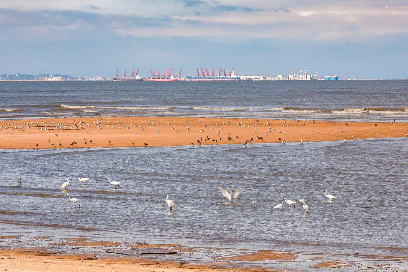 8月23日,众多鹭鸟在连云港市赣榆区海州湾沿海沙滩觅食