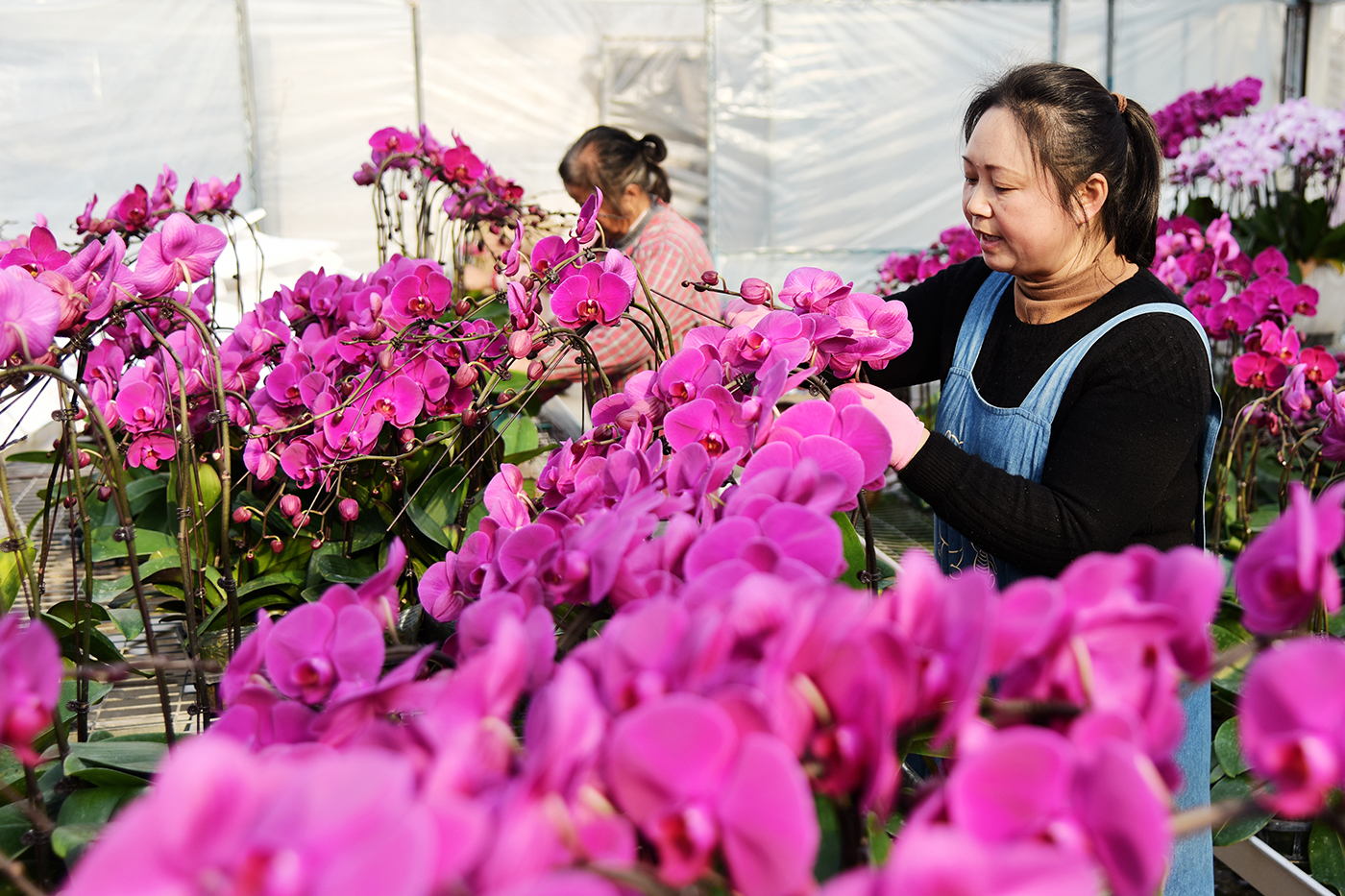 如皋:5万株蝴蝶兰投放市场