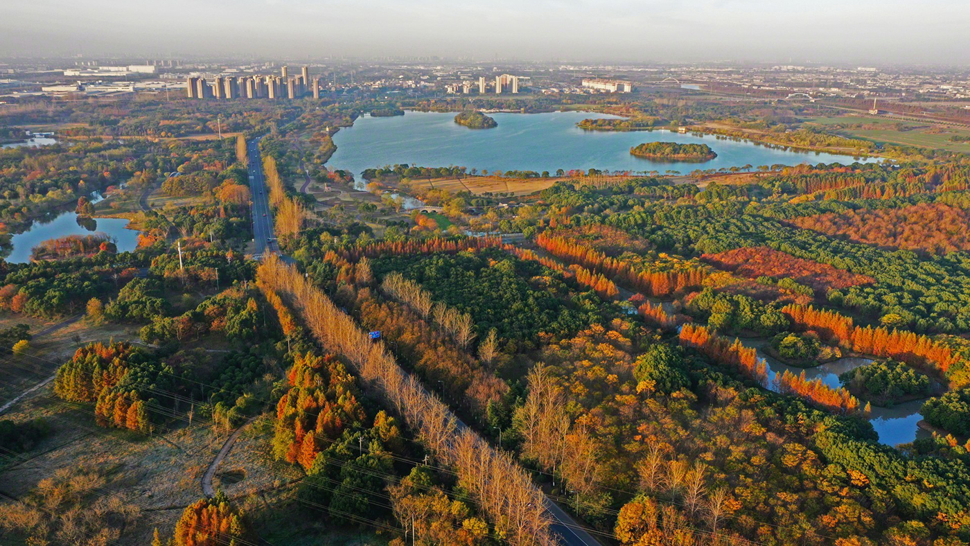 太仓金仓湖湿地秋色美