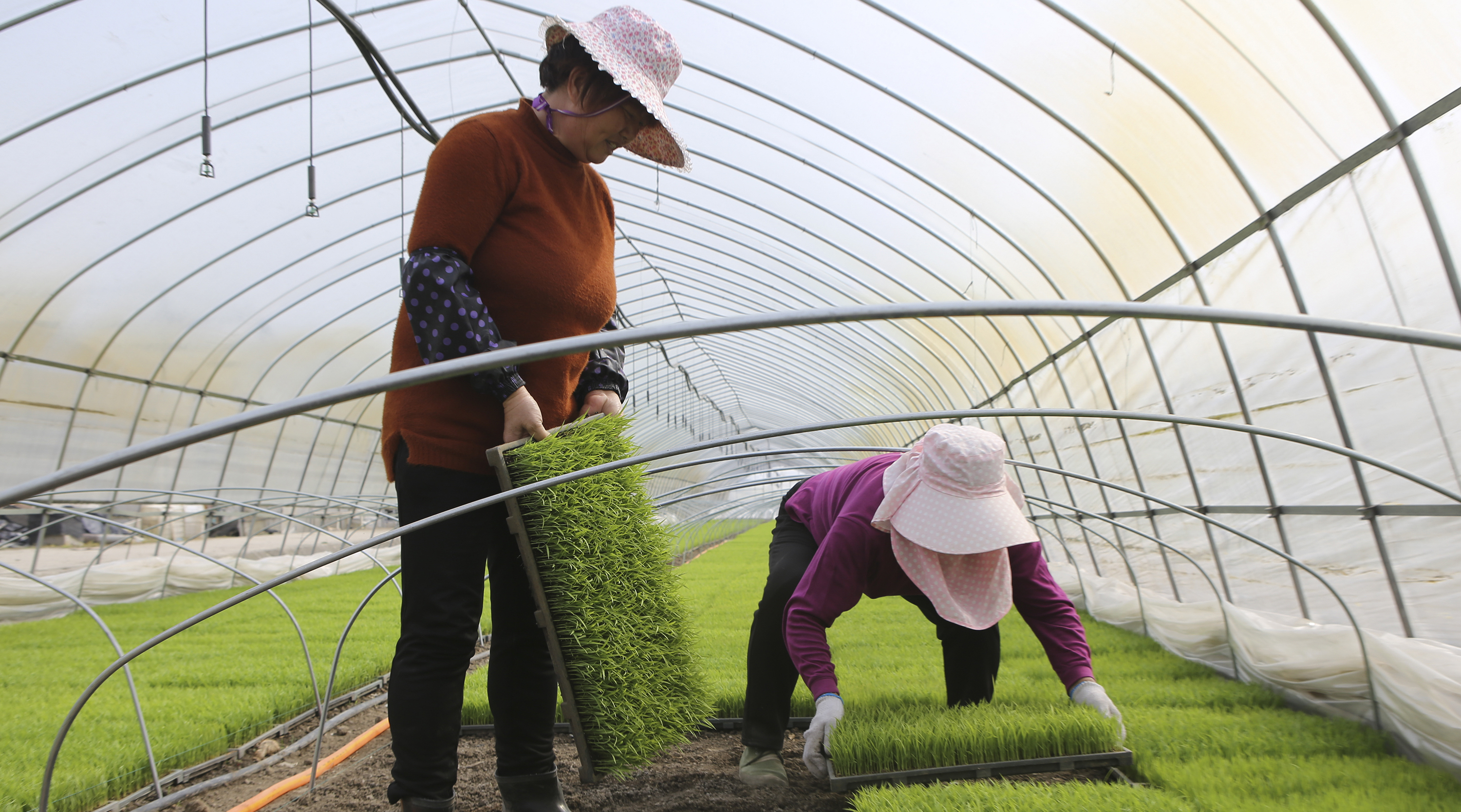淮安育秧大棚劳作忙