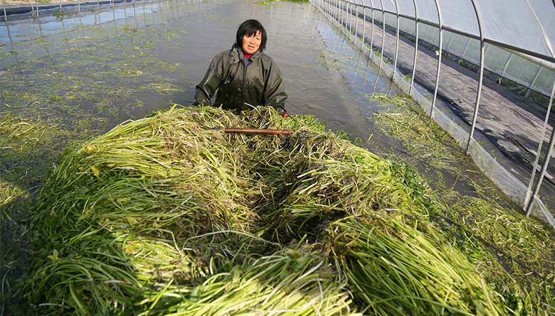 海安水芹种植新模式助农增收