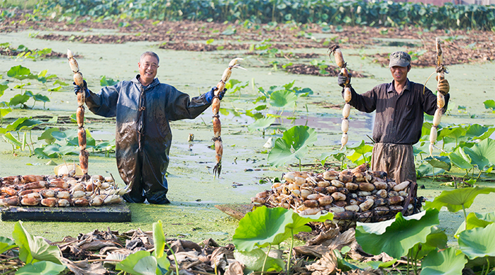 如皋:美丽乡村采收莲藕